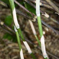 Broad-leaved Bamboo